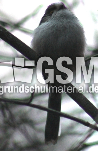 P-Schwanzmeisen 022.jpg